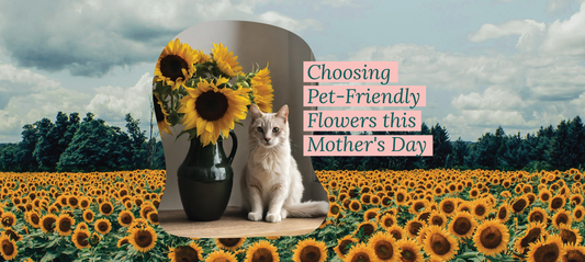 Paw-fect Blooms: Choosing Pet-Friendly Flowers this Mother's Day
